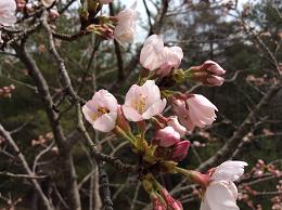 庭の桜 庭の桜